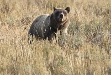 Trail Walker Injured by Wild Animal in Wilderness Area Air Lifted to Trauma Center