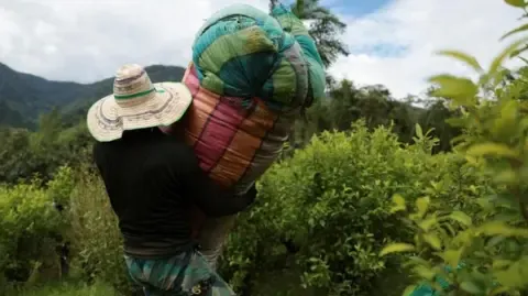 United States Designates Colombia as Failing to Cooperate in Drug War