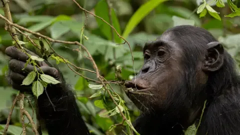 Apes Ingesting a Daily Dose of a Beer Per Day from Fermented Fruit, Study Shows