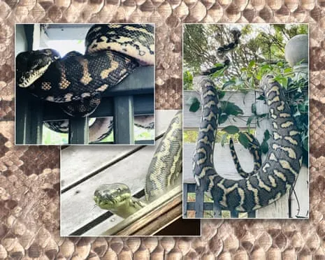 Accepting the Reptiles in the Roof: A Journey from Fear to Fascination