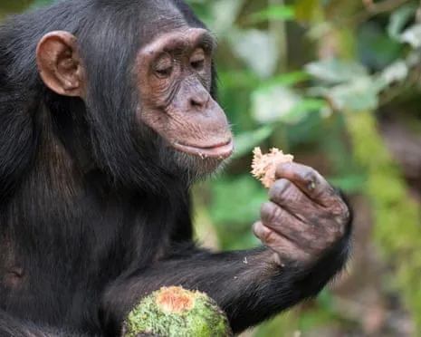Apes Ingest Daily Alcohol Comparable to a Pint from Fermented Fruit